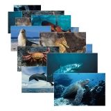 Tidal MP Copy Paper, 92 Brightness, 20lb, 11 x 17, White, 500 Sheets/Ream