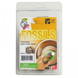 Explore With Me Geology Fossils