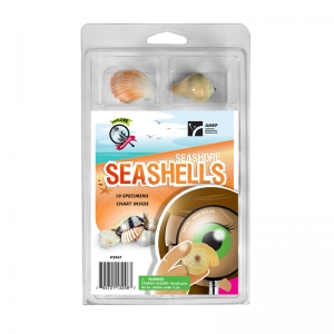 Explore With Me Geology Seashore Seashells