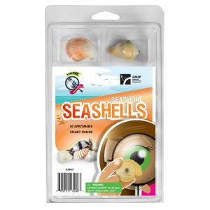 Explore With Me Geology Seashore Seashells, 2 Sets