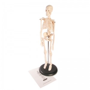 American Educational Products Skeleton Model, 17"