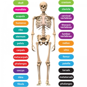 Foam Manipulatives Human Skeleton