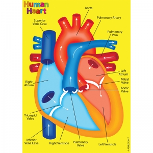 HUMAN BODY FOAM MANIPULATIVES HEART 