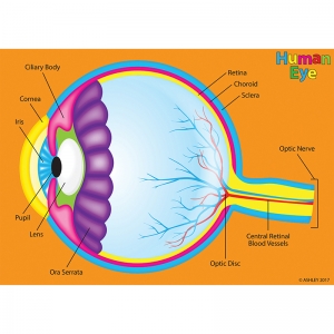 Foam Manipulatives Human Eye Model