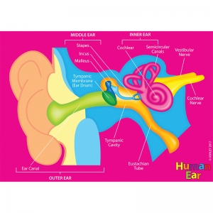 Foam Manipulatives Human Ear Model