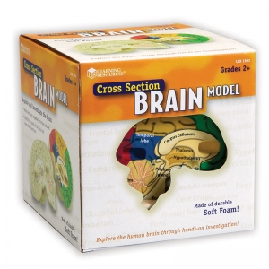 Soft Foam Cross-Section Human Brain Model