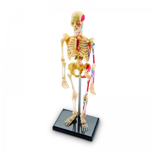 Human Skeleton Model, 41 Pieces
