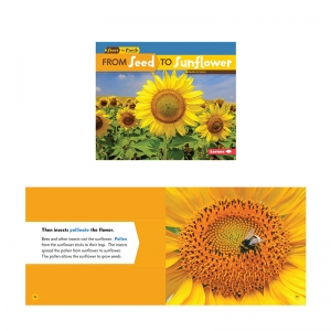 START FINISH SEED TO SUNFLOWER BK   