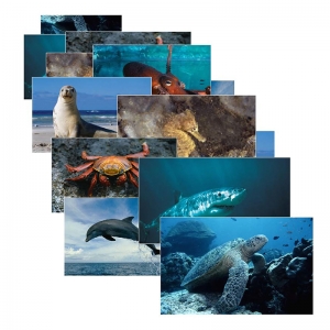 Sea Life 14 Poster Cards 