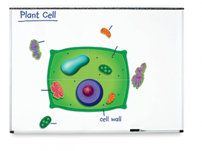 MAGNETIC PLANT CELLS 